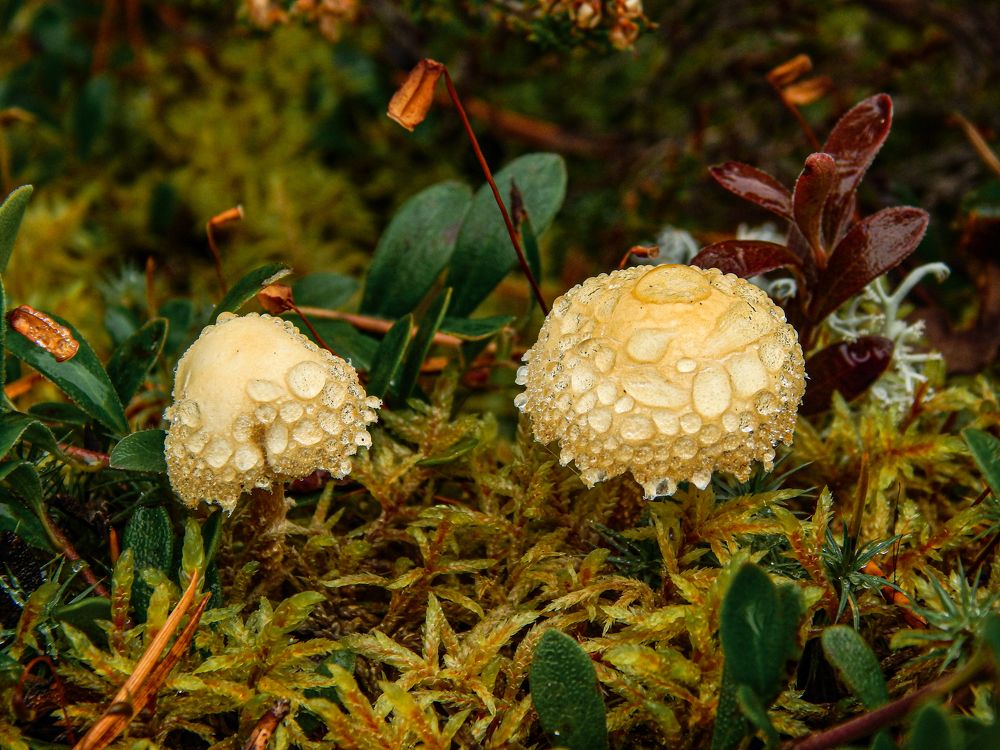 Photograph by Карина Заводчикова