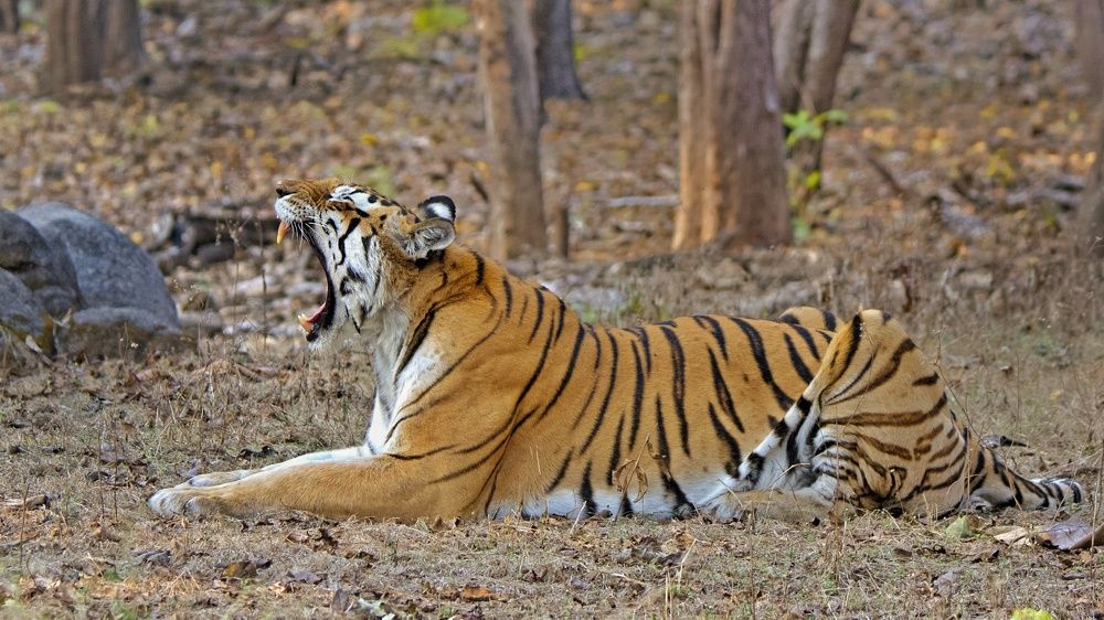 Mataram ( in Hindi meaning Mother )