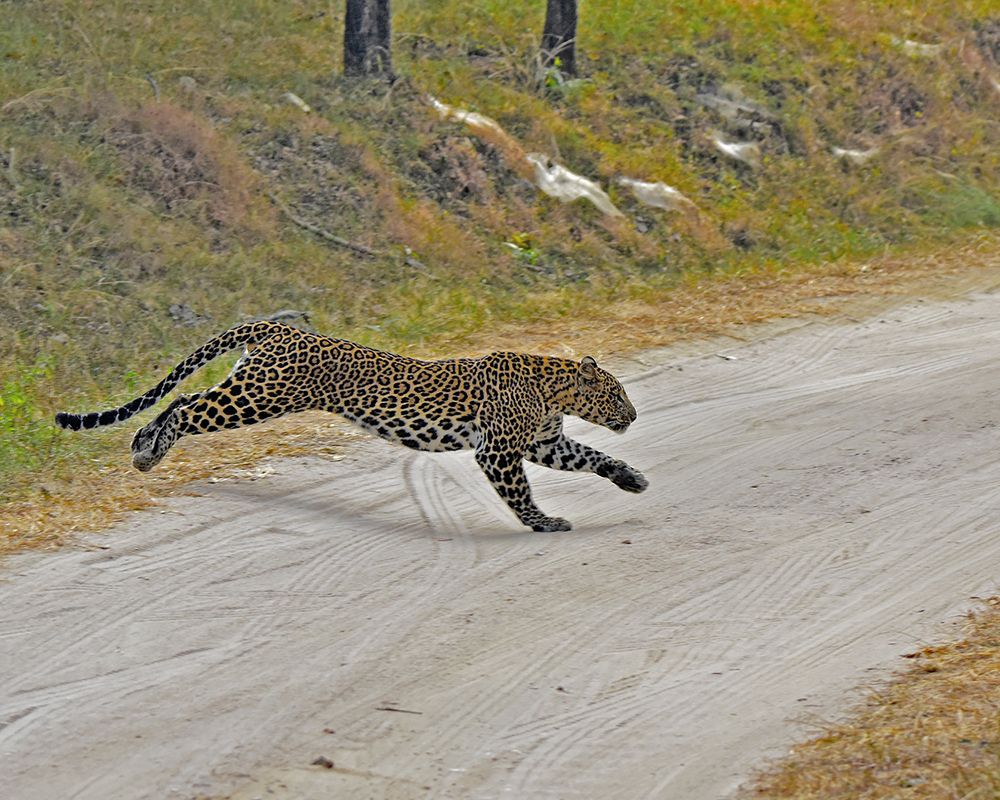 Slazenger in Indian Jungles.