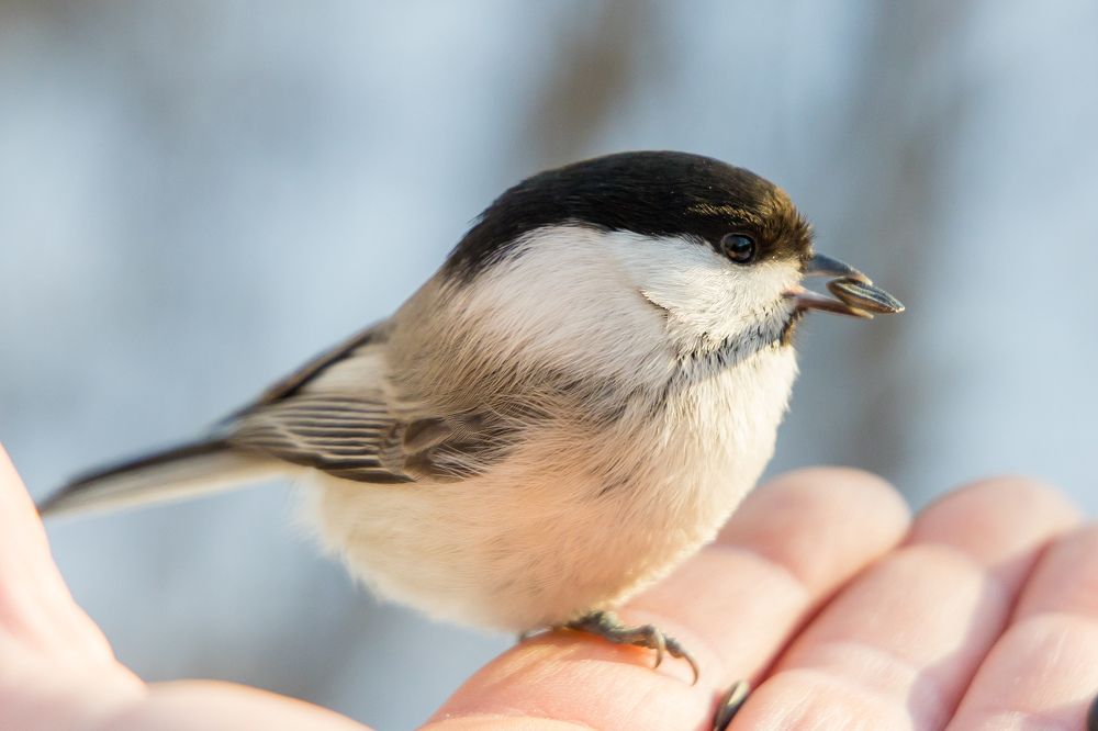Photograph by Максим Фролов
