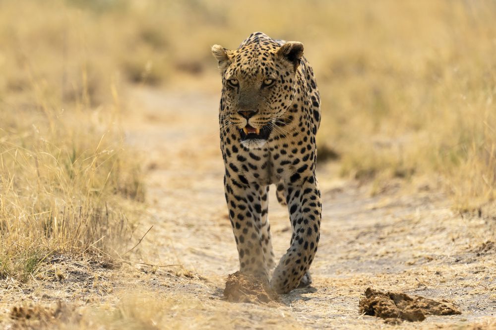 On Elephant’s Trail