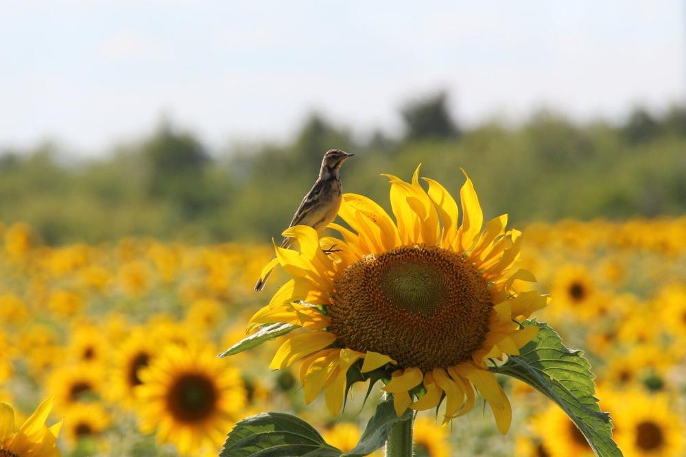 Photograph by Александр Коркин