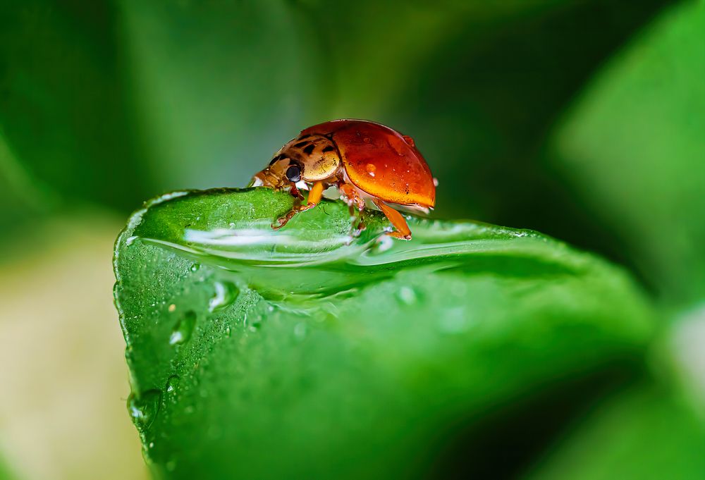 Photograph by Ольга Золотухина-Шамли