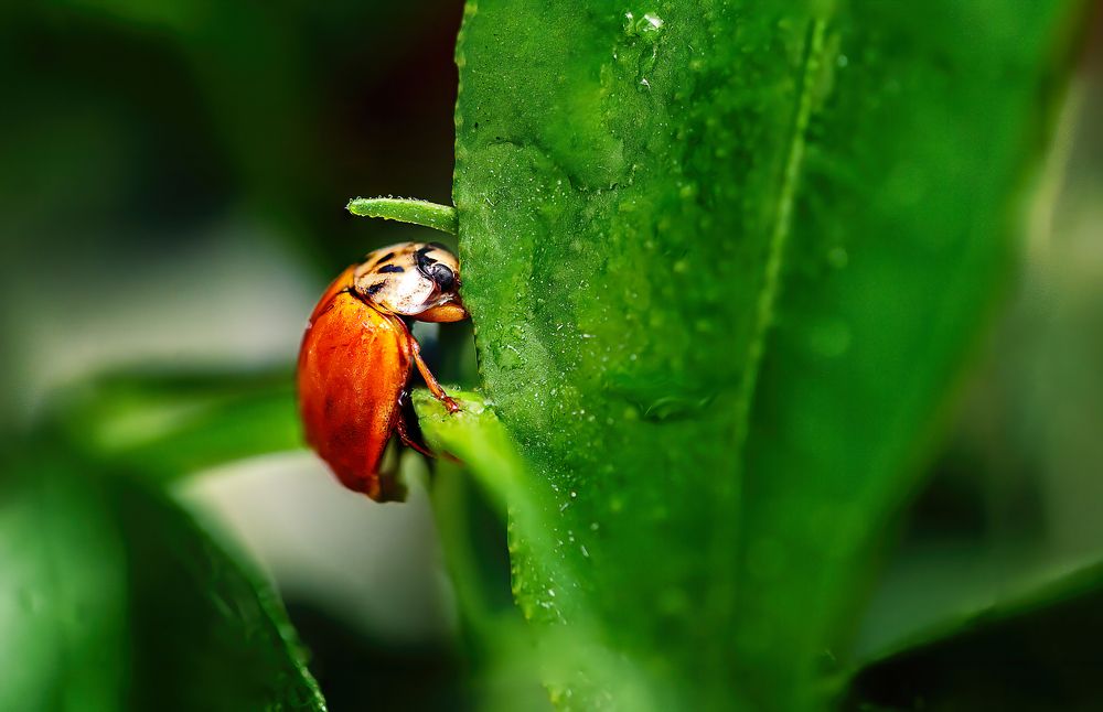 Photograph by Ольга Золотухина-Шамли