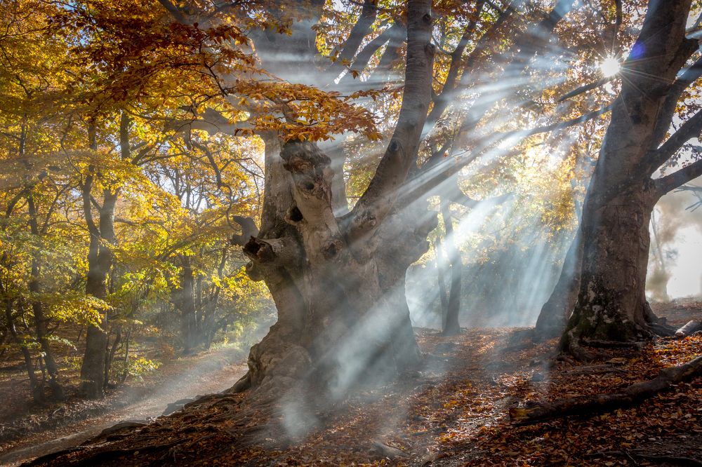 Photograph by Анастасия Заложнова