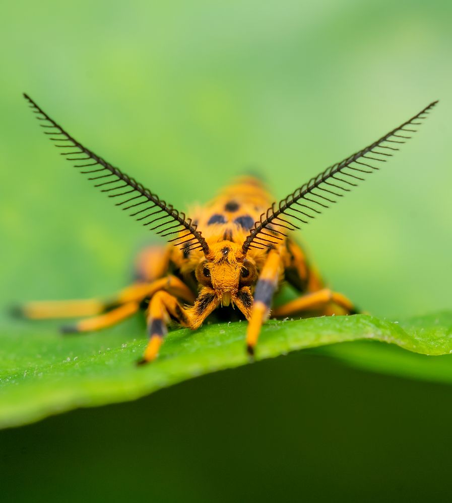Nepita Moth on the leaf