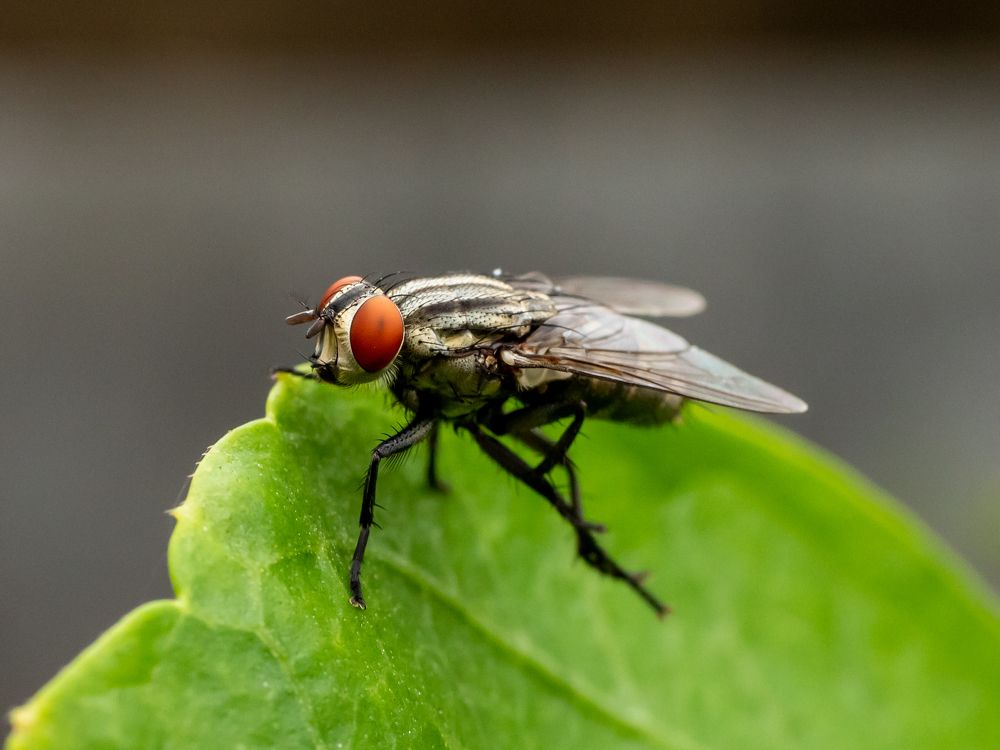 Fly Insect