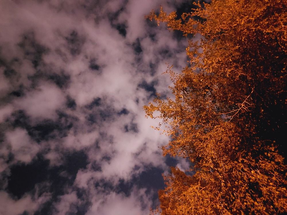 sky and trees