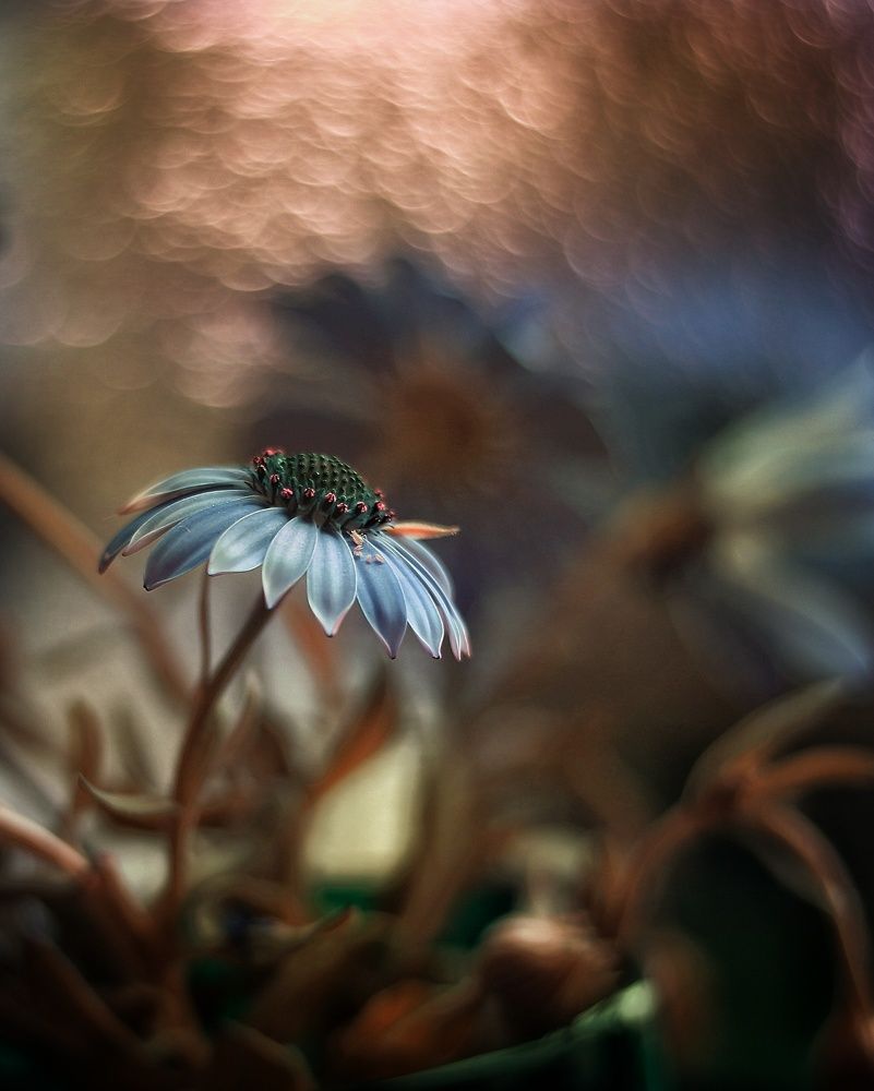 Photograph by Abolfazl Shahmiry