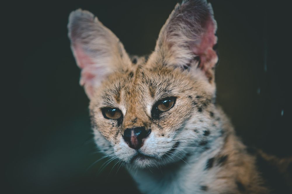 Photograph by Nenad Mikovic