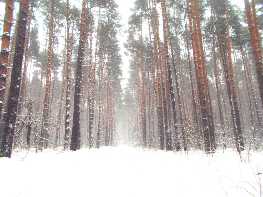 Photograph by Ирина Пичугина