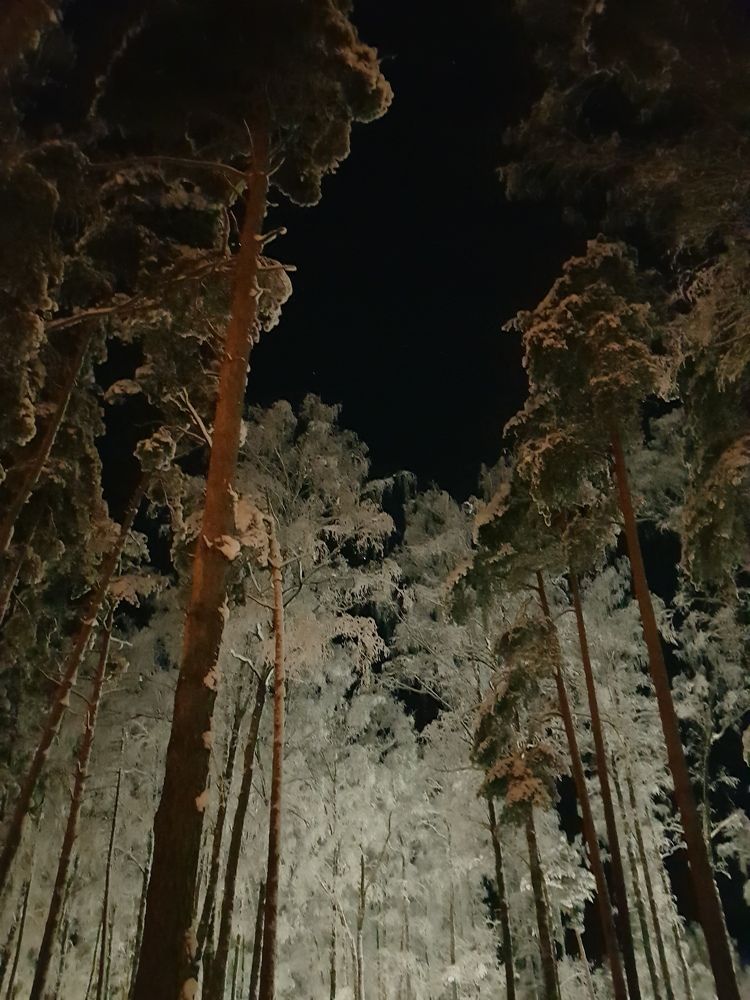 Латвийской лес.