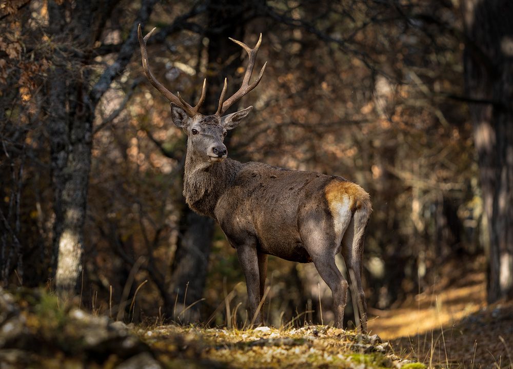 Photograph by Игорь Кляхин
