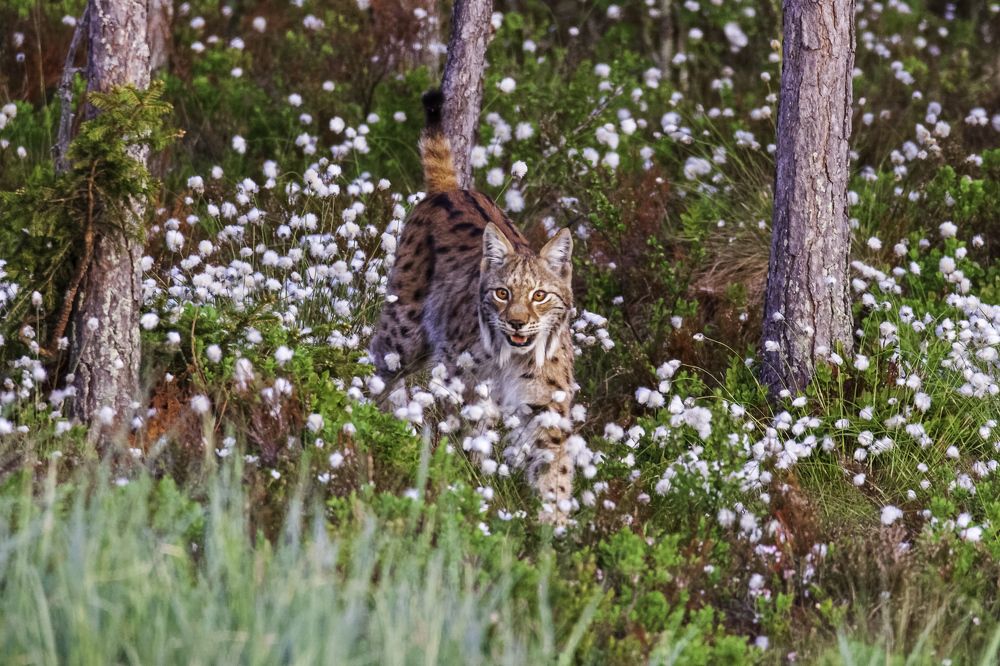 Lynx in boreal forest