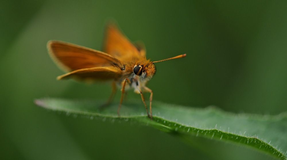 Photograph by Marie Anne Lyard Meyssonnier