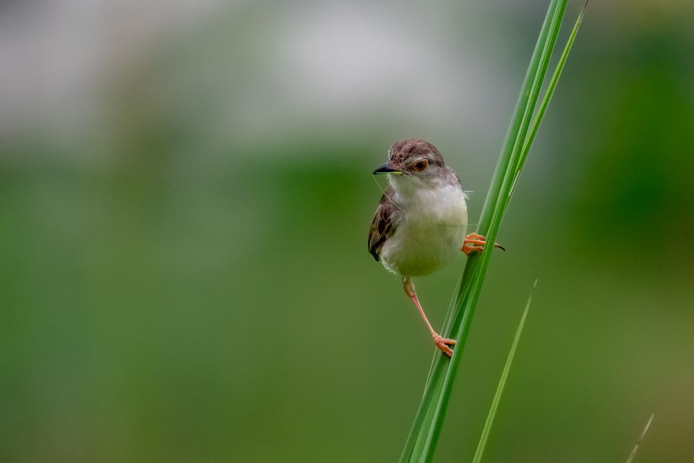 Photograph by Dola Biswas
