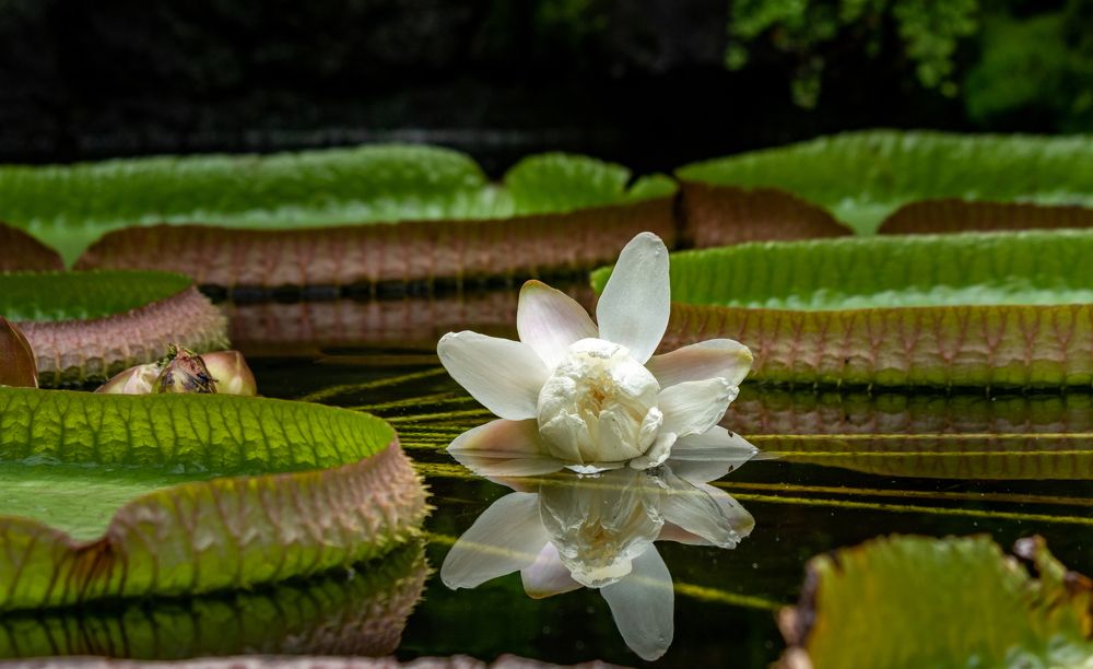 Photograph by Olena Pfister