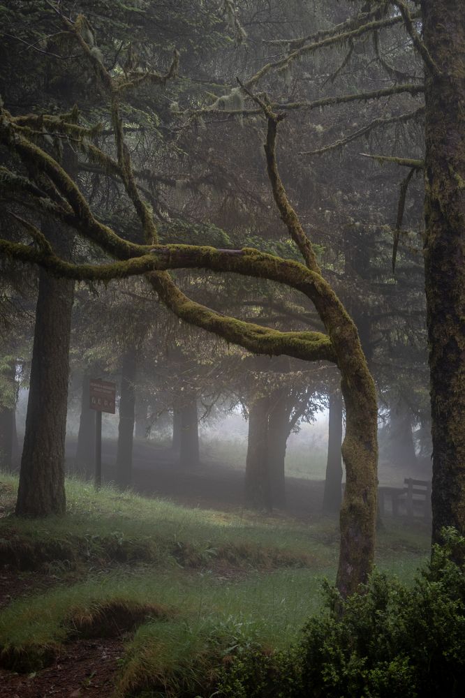 Photograph by Olena Pfister