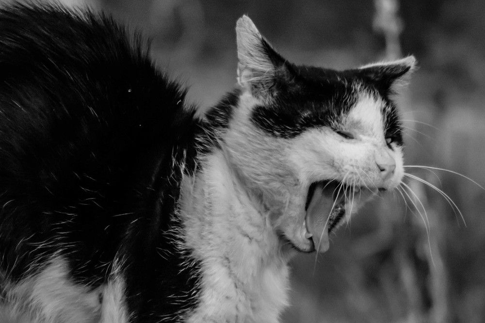 Photograph by Дима Захаров