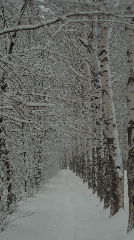 Фотография автора наталья перешеина