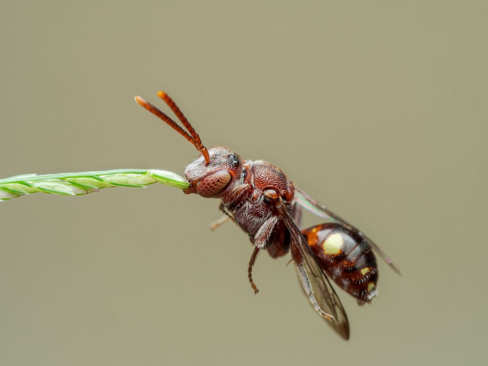 The Leaf cutting bee