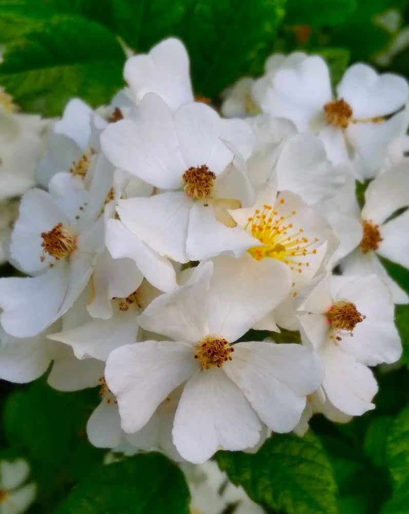 Фотография автора Анжелика Чашинская