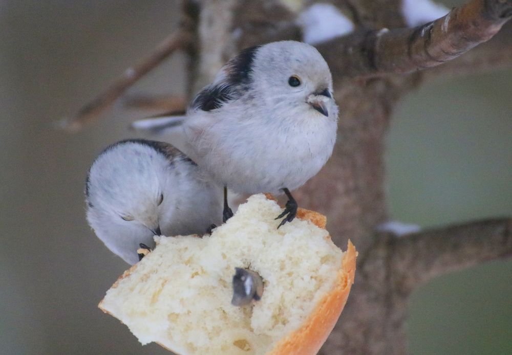 Питание птиц зимой