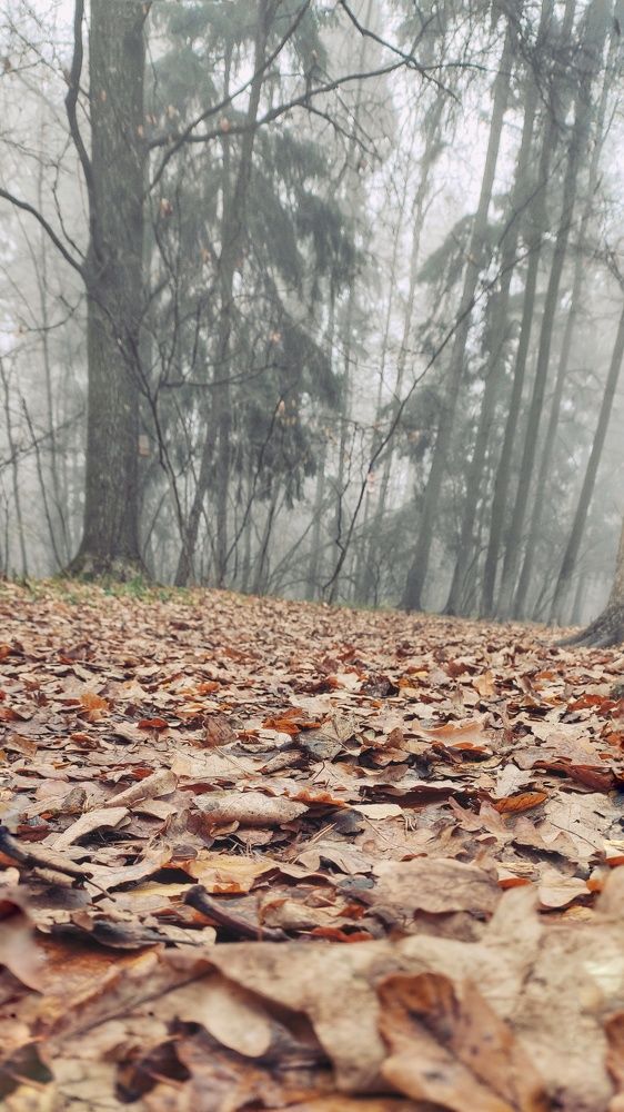 Photograph by Ксения