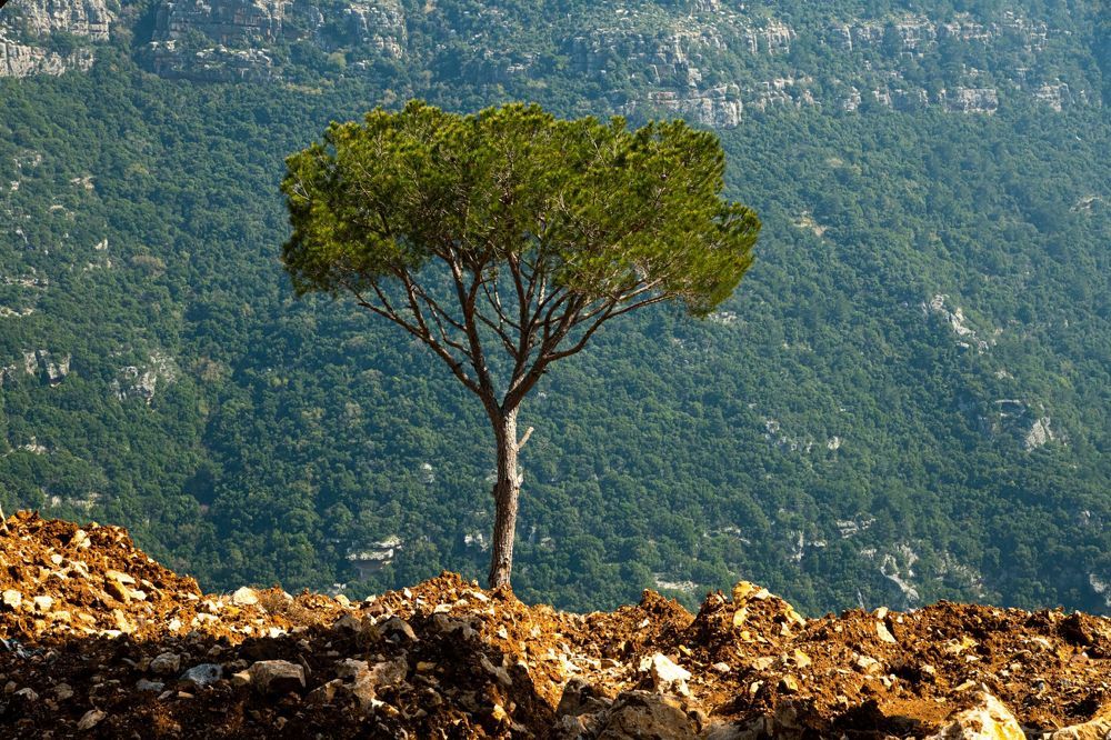 Pine tree on a hill