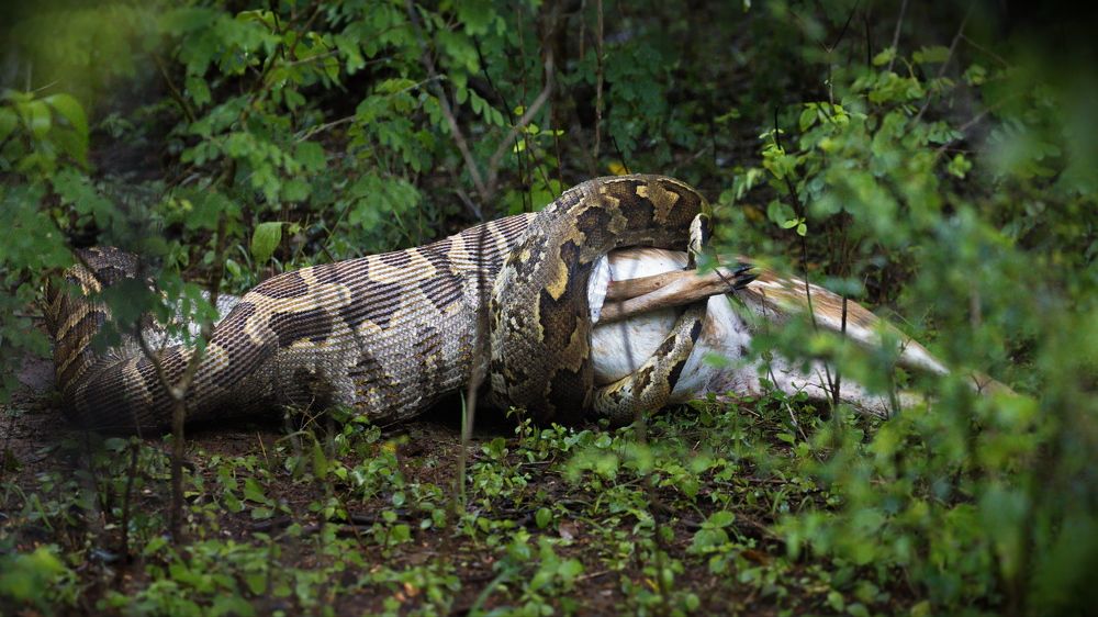 Python vs Spotted Deer