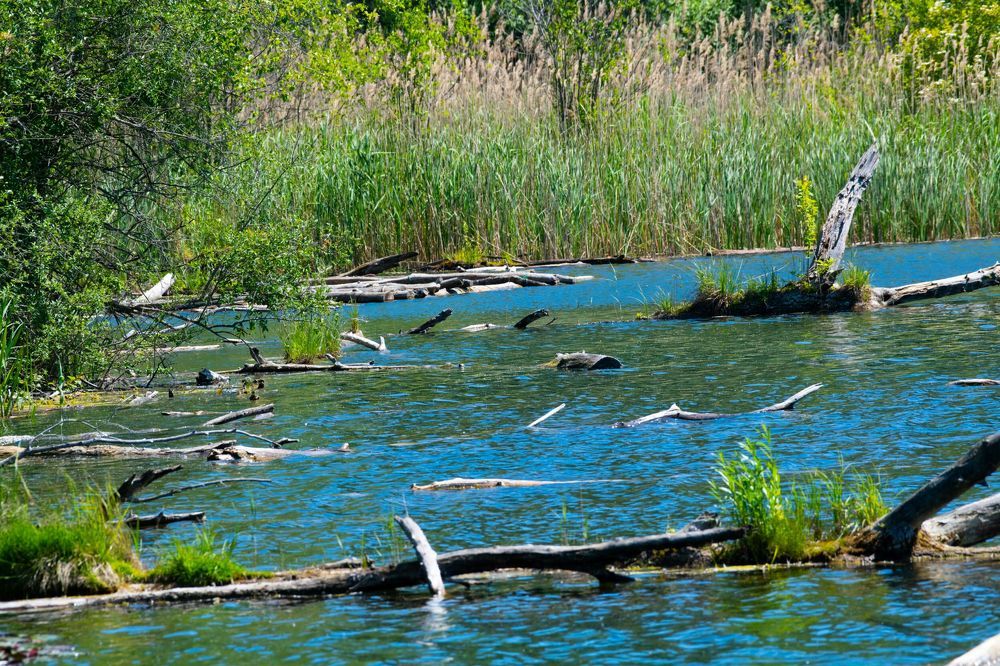 driftwood in  a river