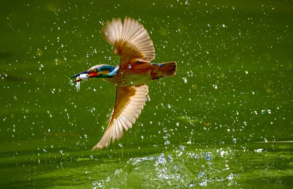 Фотография автора Maurice Leung