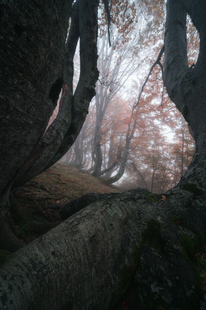 Wood of twisted beeches
