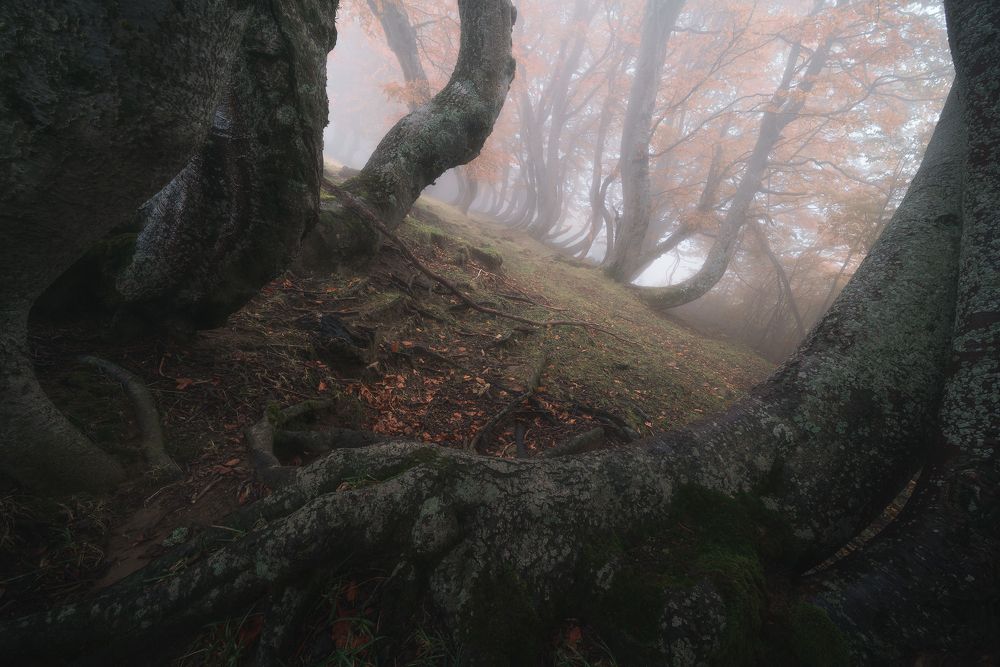 The enchanted forest