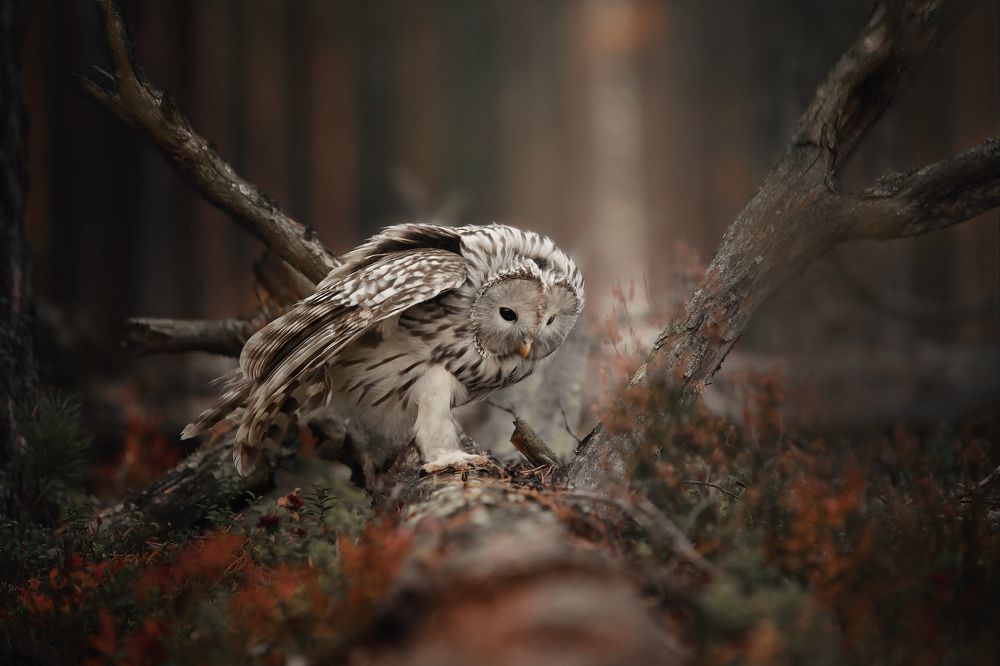 Photograph by Наталия Поникарова