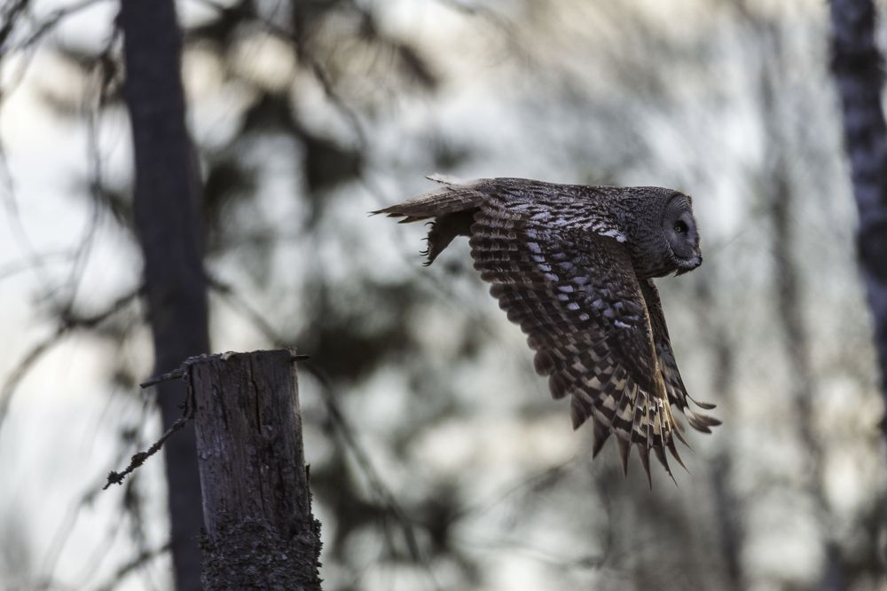 Great Grey Owl in flight
