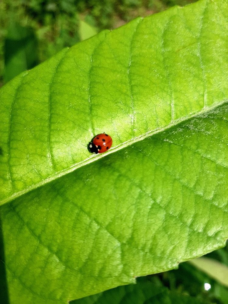 Божья коровка