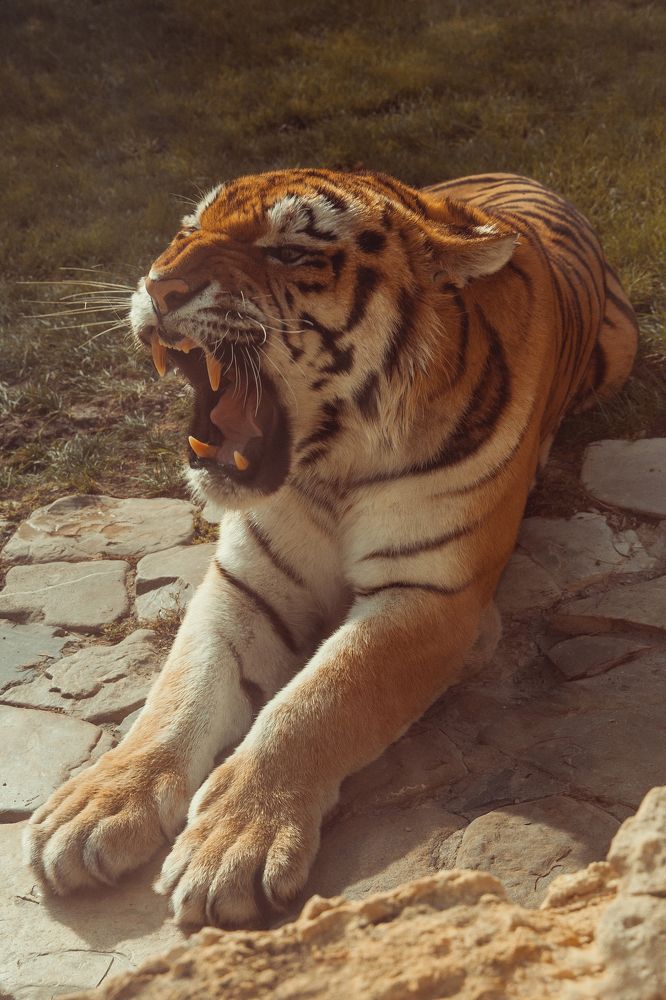 Фотография автора Мария Веселова