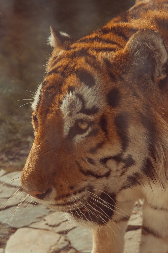 Фотография автора Мария Веселова