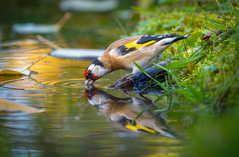 Photograph by Игорь Кляхин