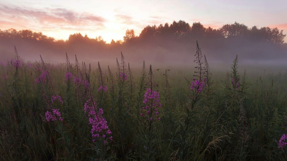 Туман в белую ночь.