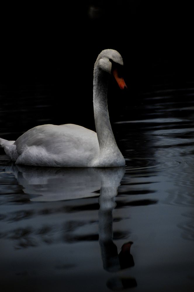 Photograph by Sreten Vitezović