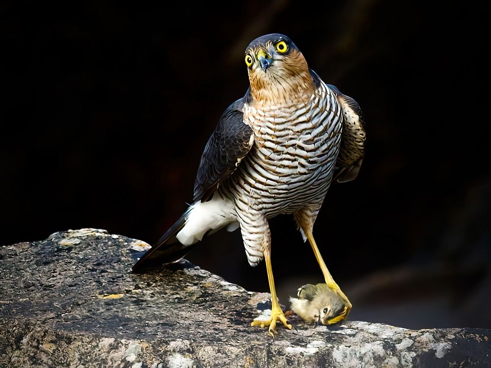 The hunter with his prey