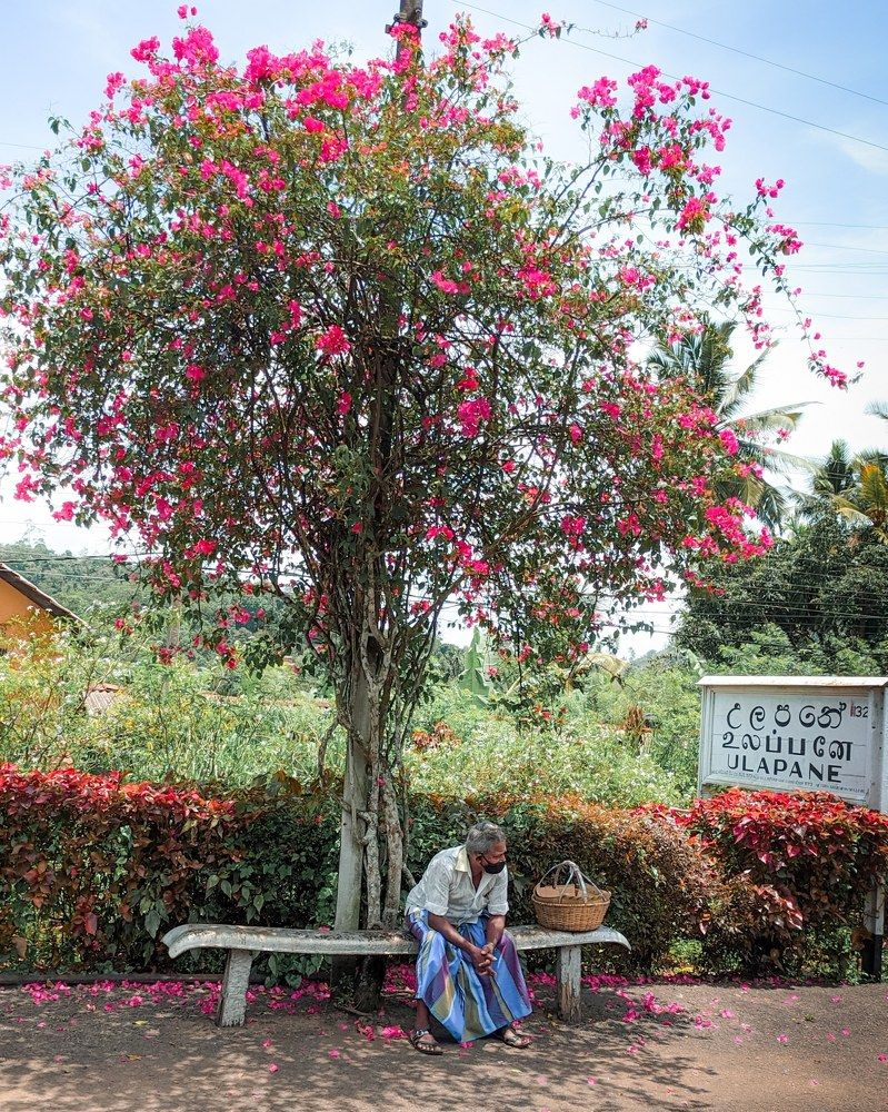 Photograph by Sahan Madhubhasha