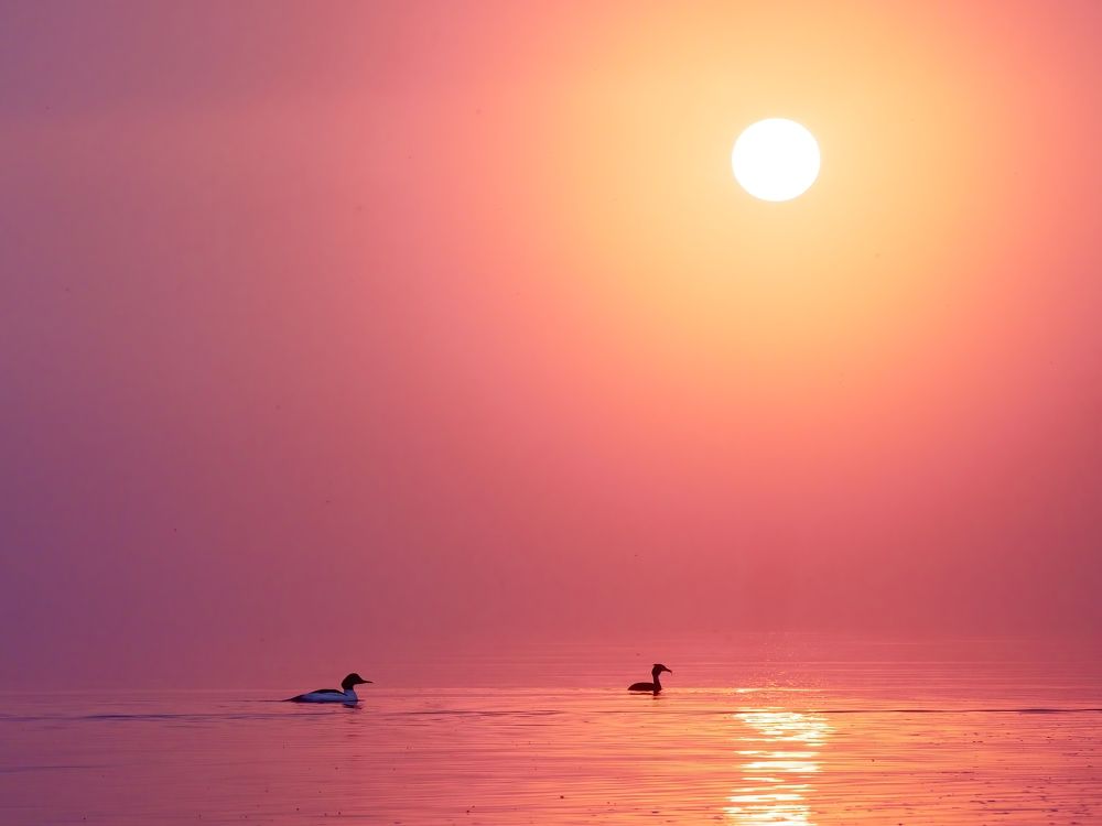 Birds in sunrise