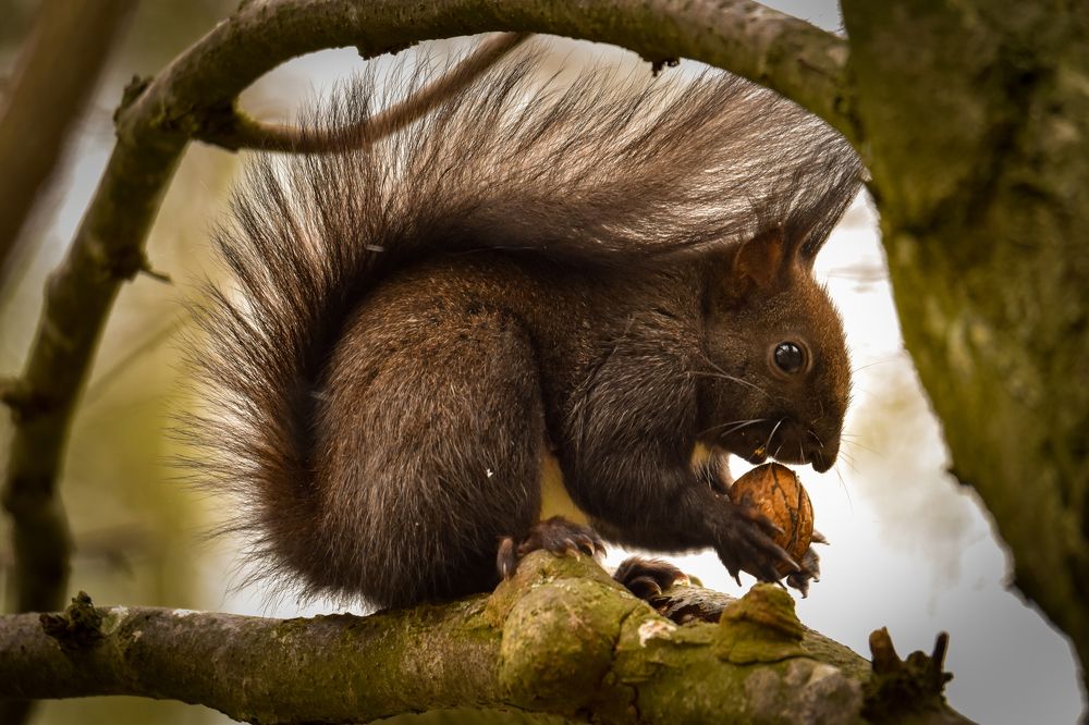 Photograph by Olena Pfister