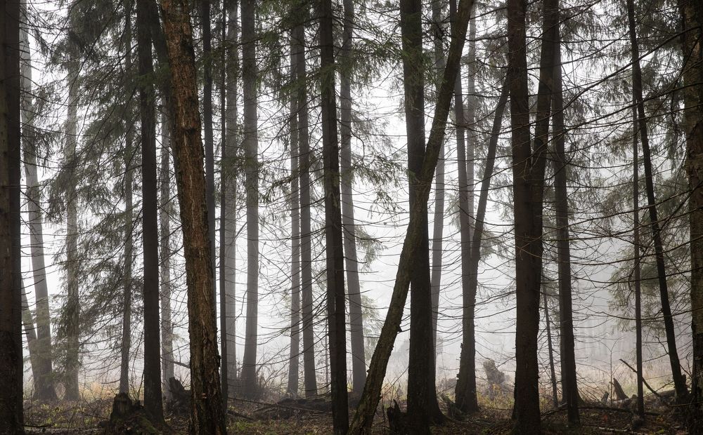 Photograph by Александр Степанов