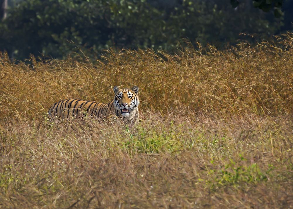 Game Of Hide & Seek, You Better Win