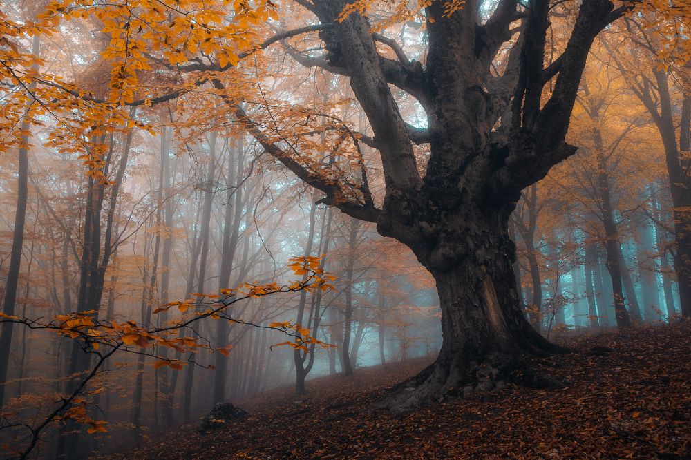 Фотография автора Алексей Новиков