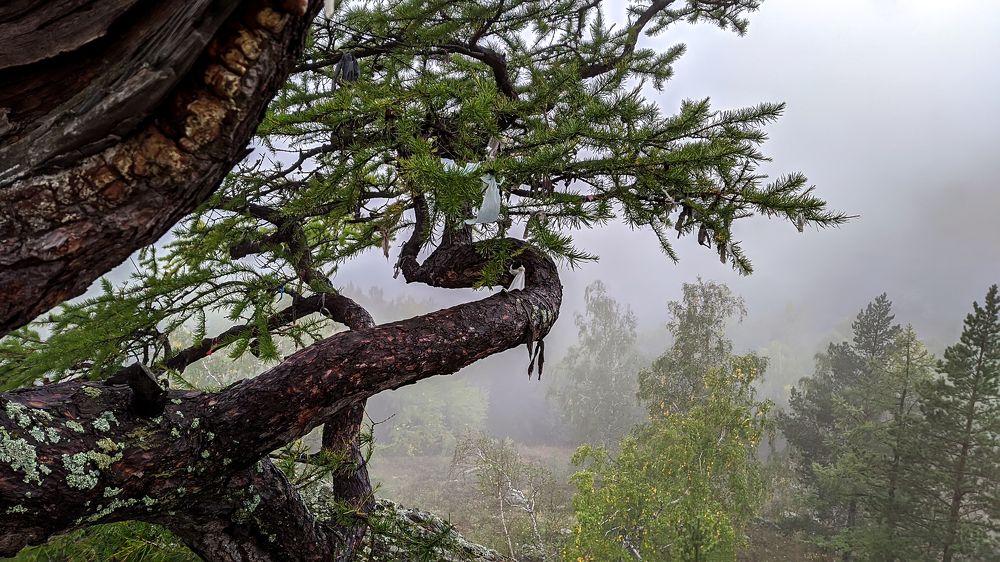 Photograph by Зульфия Курманова